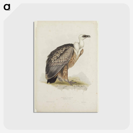 アートポストカード-Griffon Vulture
 - ジョン グールド Postcard.