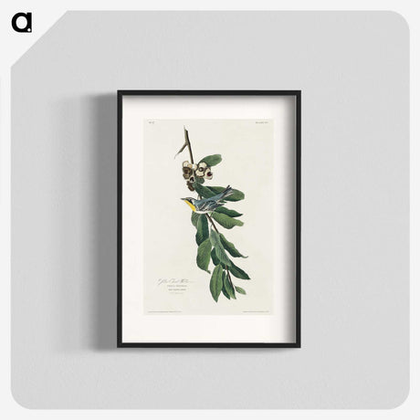 3-43_John-James-Audubon_blk