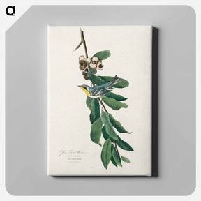 アートパネル-Yellow Throated Warbler
 - ジョン ジェームス オーデュボン Canvas.