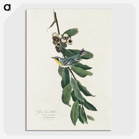 3-43_John-James-Audubon_picture-crop