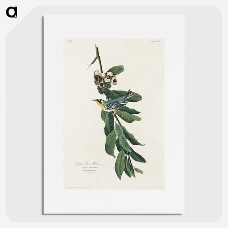3-43_John-James-Audubon_picture