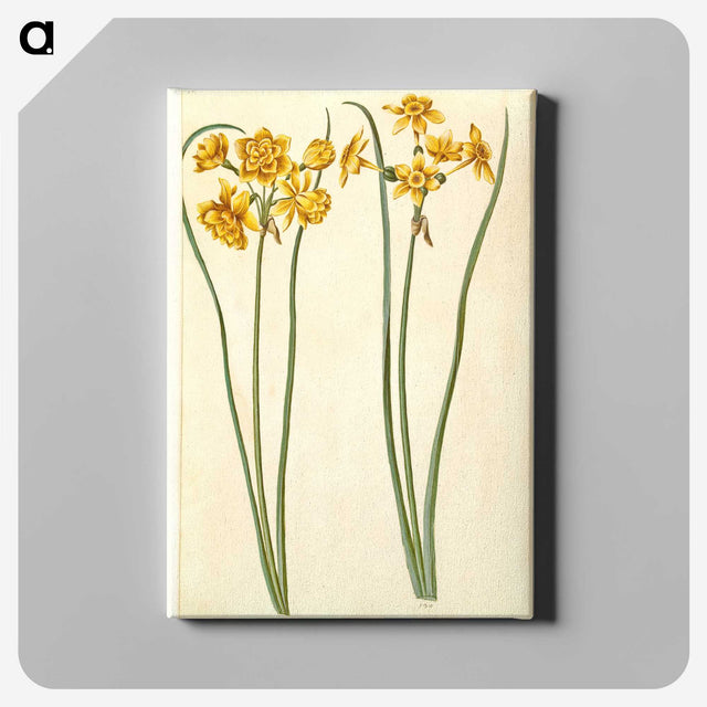 3-43_Maria-Sibylla-Merian_canvas