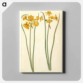 アートパネル-Narcissus jonquilla
 - マリア ジビーラ メーリアン Canvas.