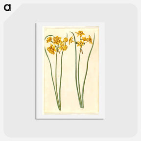 アートポストカード-Narcissus jonquilla
 - マリア ジビーラ メーリアン Postcard.