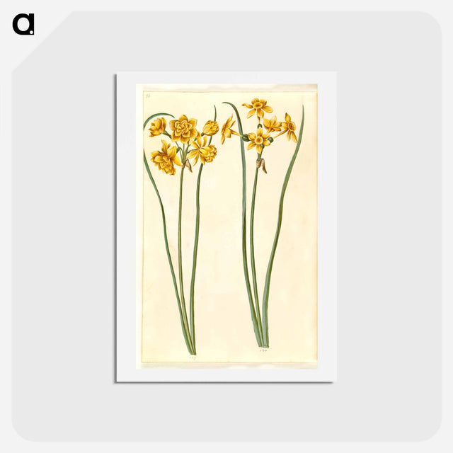 アートポストカード-Narcissus jonquilla
 - マリア ジビーラ メーリアン Postcard.