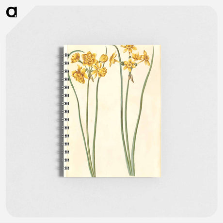 アートメモ帳-Narcissus jonquilla
 - マリア ジビーラ メーリアン Memo.