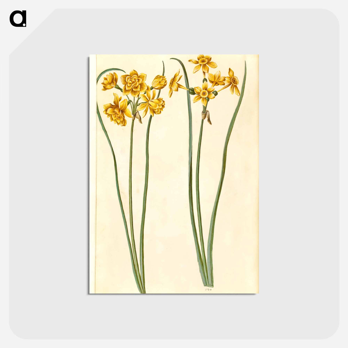 アートポストカード-Narcissus jonquilla
 - マリア ジビーラ メーリアン Postcard.