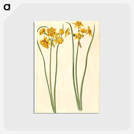 アートポストカード-Narcissus jonquilla
 - マリア ジビーラ メーリアン Postcard.
