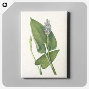 3-43_Mary-Vaux-Walcott_canvas