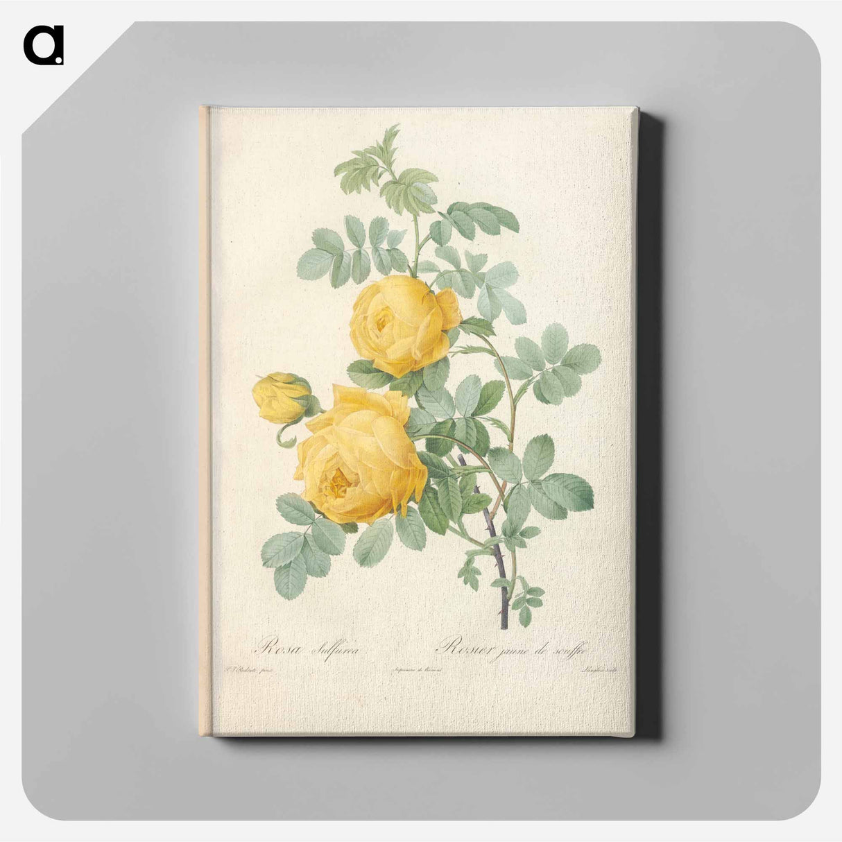 アートパネル-Rose illustration - ピエール ジョゼフ ルドゥーテ Canvas.