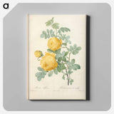 アートパネル-Rose illustration - ピエール ジョゼフ ルドゥーテ Canvas.