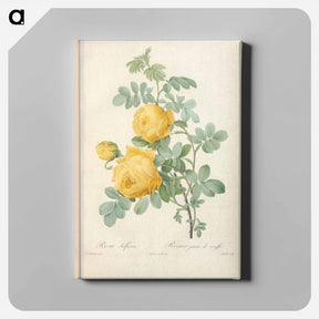 アートパネル-Rose illustration - ピエール ジョゼフ ルドゥーテ Canvas.