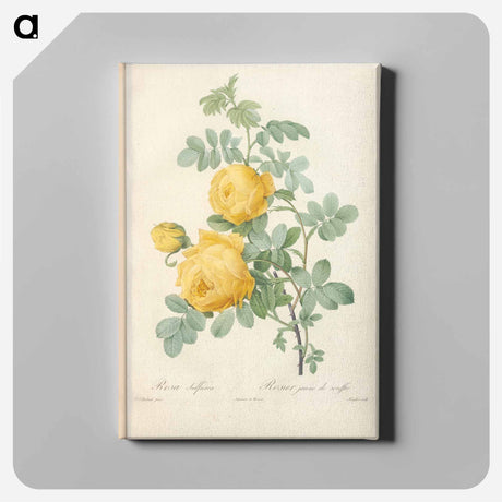 アートパネル-Rose illustration - ピエール ジョゼフ ルドゥーテ Canvas.