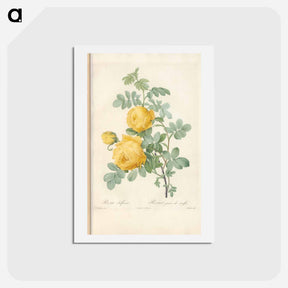 アートポストカード-Rose illustration - ピエール ジョゼフ ルドゥーテ Postcard.