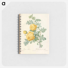 アートメモ帳-Rose illustration - ピエール ジョゼフ ルドゥーテ Memo.