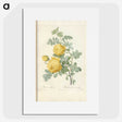 3-43_Pierre-Joseph-Redoute_picture