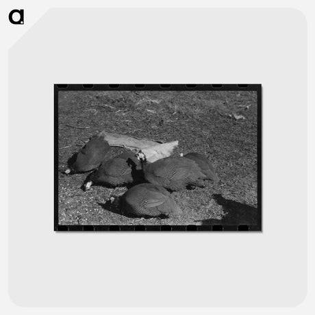 アートポストカード-Guinea Hens on Pomp Hall Farm
 - ラッセル リー Postcard.