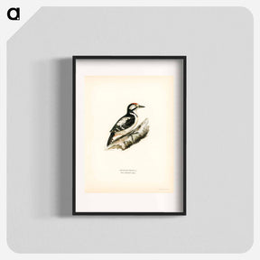 アートポスター-Great Spotted Woodpecker
 - スヴェンスカ フォグラル Poster.