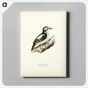 アートパネル-Great Spotted Woodpecker
 - スヴェンスカ フォグラル Canvas.