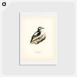 アートポストカード-Great Spotted Woodpecker
 - スヴェンスカ フォグラル Postcard.