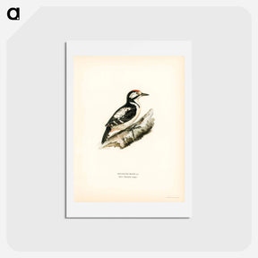 アートポストカード-Great Spotted Woodpecker
 - スヴェンスカ フォグラル Postcard.