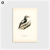 アートポストカード-Great Spotted Woodpecker
 - スヴェンスカ フォグラル Postcard.
