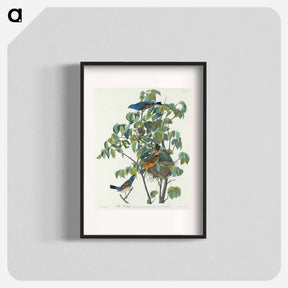 アートポスター-Blue Grosbeak from Birds of America
 - アメリカの鳥たち Poster.