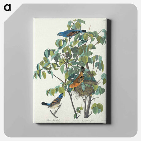 アートパネル-Blue Grosbeak from Birds of America
 - アメリカの鳥たち Canvas.
