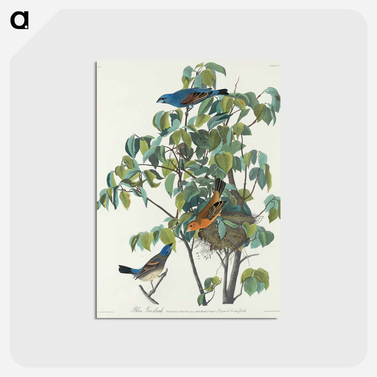 アートポストカード-Blue Grosbeak from Birds of America
 - アメリカの鳥たち Postcard.