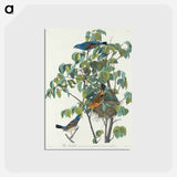 アートポストカード-Blue Grosbeak from Birds of America
 - アメリカの鳥たち Postcard.