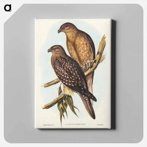 アートパネル-Birds of Australia
 - オーストラリアの鳥 Canvas.
