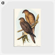 アートポストカード-Birds of Australia
 - オーストラリアの鳥 Postcard.