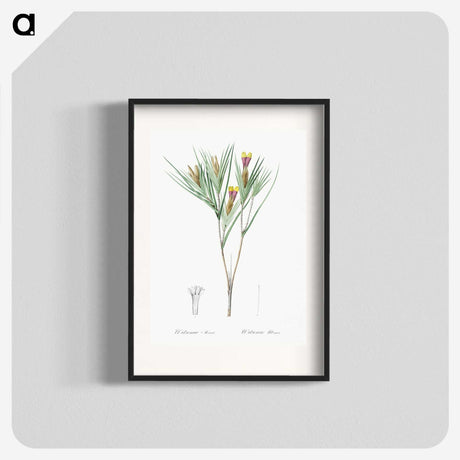 3-43_The-Lilies_blk