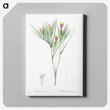 3-43_The-Lilies_canvas