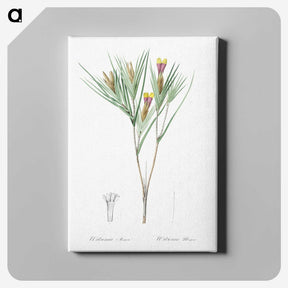 3-43_The-Lilies_canvas