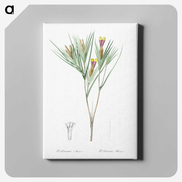 3-43_The-Lilies_canvas