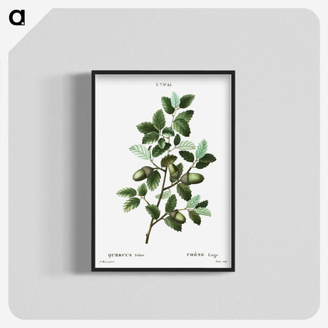 3-43_Treatise-on-Trees-and-Shrubs_blk-crop