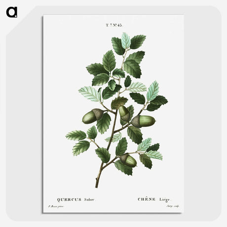 3-43_Treatise-on-Trees-and-Shrubs_picture-crop