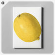 3-43_USDA-Watercolor-Fruit-Painting-Collection_canvas