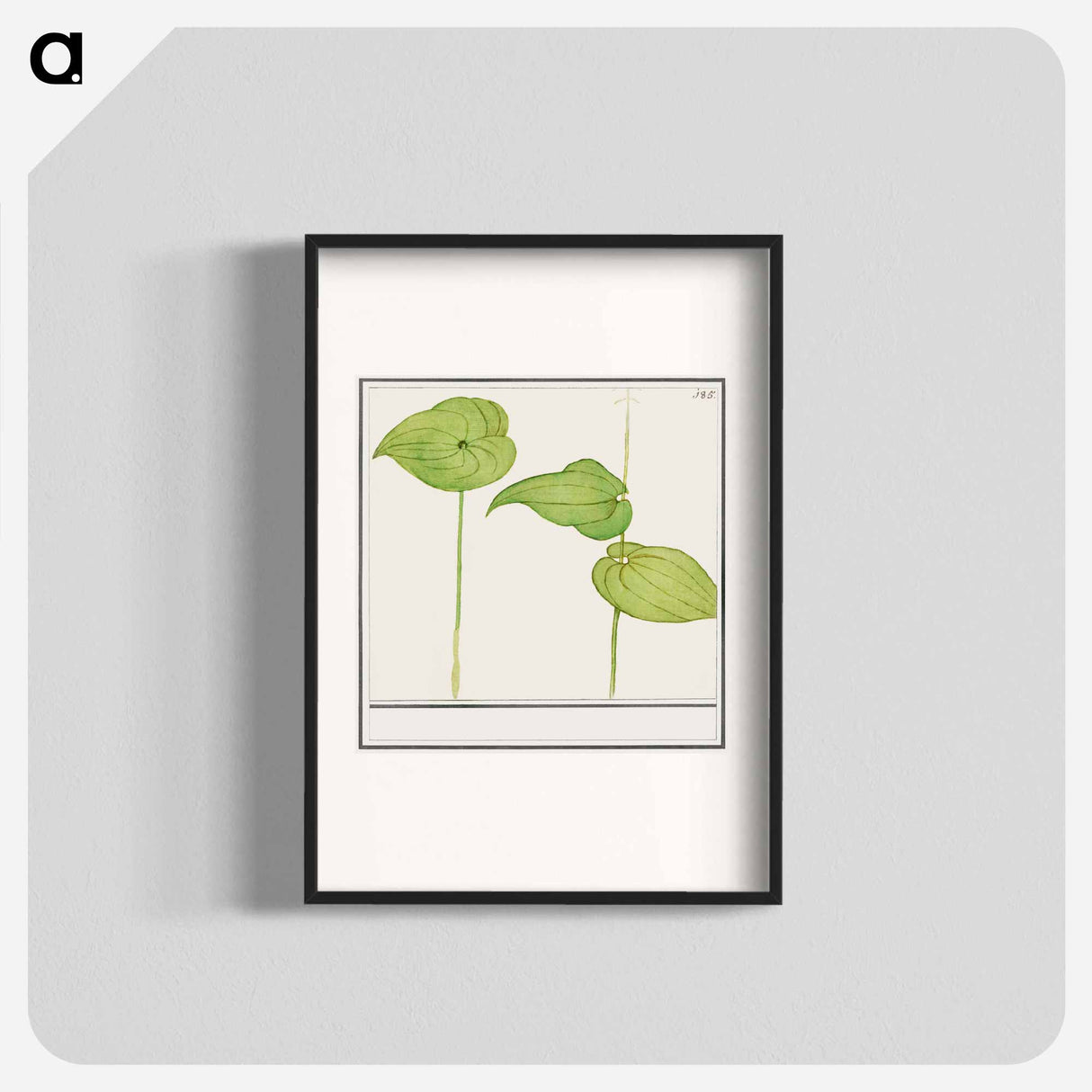 Plant, Unknown species - アンセルムス ボエティウス デ ブート Poster.