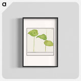 Plant, Unknown species - アンセルムス ボエティウス デ ブート Poster.
