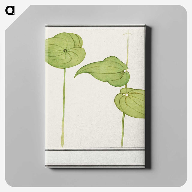 3-44_Anselmus-Boetius-de-Boodt_canvas