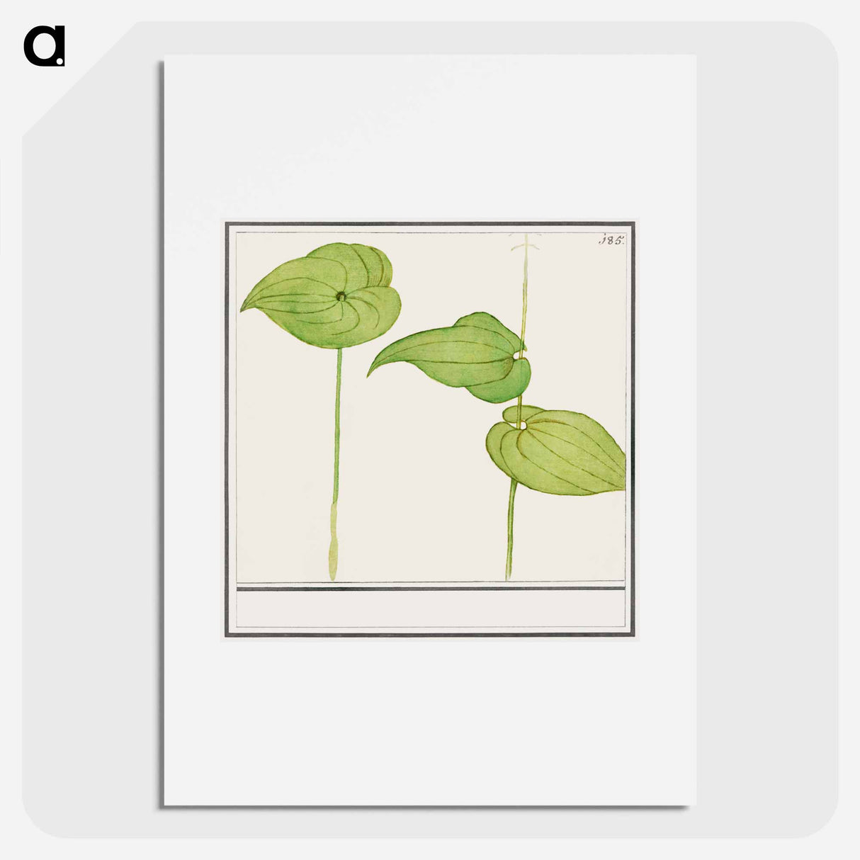 Plant, Unknown species - アンセルムス ボエティウス デ ブート Poster.