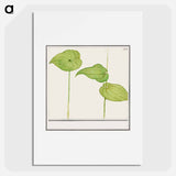 Plant, Unknown species - アンセルムス ボエティウス デ ブート Poster.