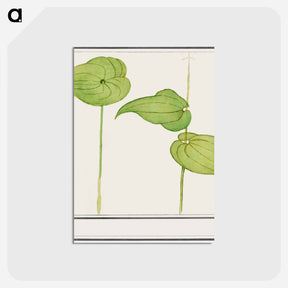 アートポストカード-Plant, Unknown species - アンセルムス ボエティウス デ ブート Postcard.