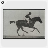 3-44_Eadweard-Muybridge_picture-crop