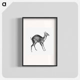 Vintage antelope wildlife illustration - エルンスト ヘッケル Poster.