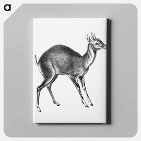 アートパネル-Vintage antelope wildlife illustration - エルンスト ヘッケル Canvas.