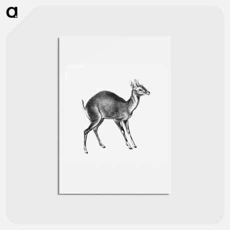 アートポストカード-Vintage antelope wildlife illustration - エルンスト ヘッケル Postcard.