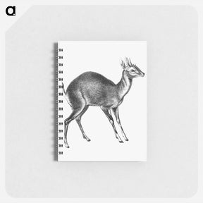 アートメモ帳-Vintage antelope wildlife illustration - エルンスト ヘッケル Memo.